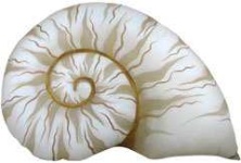 image of chambered_nautilus