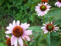 image of daisy