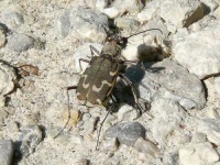 image of tiger_beetle #0