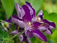 image of clematis #5