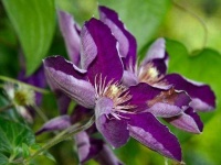 image of flower