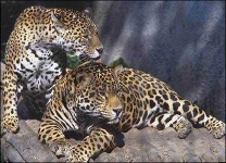 image of jaguar_car