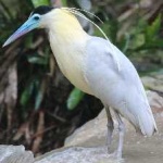 image of bird
