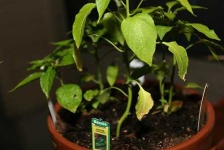image of pot