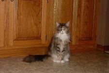 image of animal
