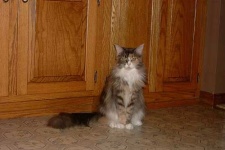 image of maine_coon #34