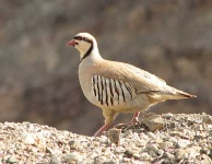 image of grouse #3