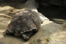 image of animal