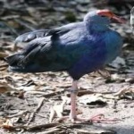image of bird