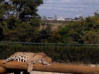image of jaguar_car