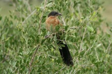 image of coucal