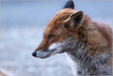 image of animal