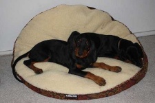 image of black_and_tan_coonhound #24