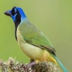 image of green_jay #20