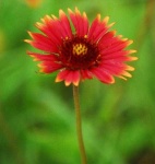 image of flower
