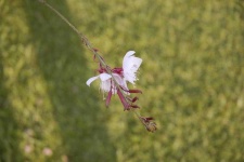 image of flower