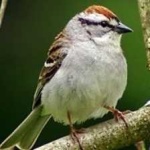 image of bird