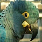 image of bird