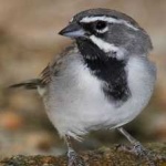 image of bird