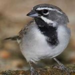 image of black_throated_sparrow #2