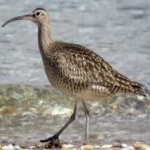 image of whimbrel #13