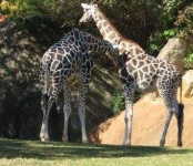 image of animal
