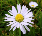 image of daisy
