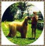 image of afghan_hound