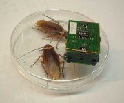 image of cockroach