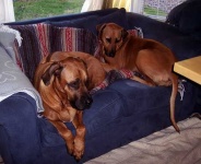 image of rhodesian_ridgeback