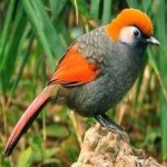 image of bird