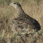 image of bird