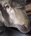 image of animal