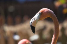 image of flamingo