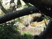 image of jaguar_car