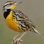 image of eastern_meadowlark #3