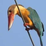 image of bird