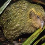 image of bird