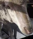 image of animal
