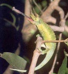 image of african_chameleon