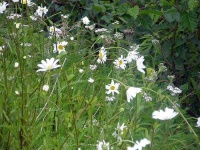 image of daisy