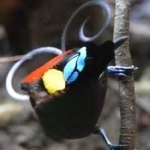 image of bird