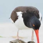 image of bird