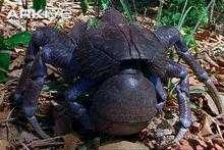 image of crab