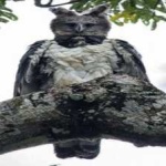 image of bird