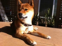 image of shiba_inu #6