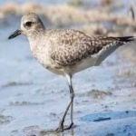 image of bird