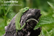 image of green_lizard
