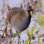 image of bird