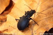 image of ground_beetle #27